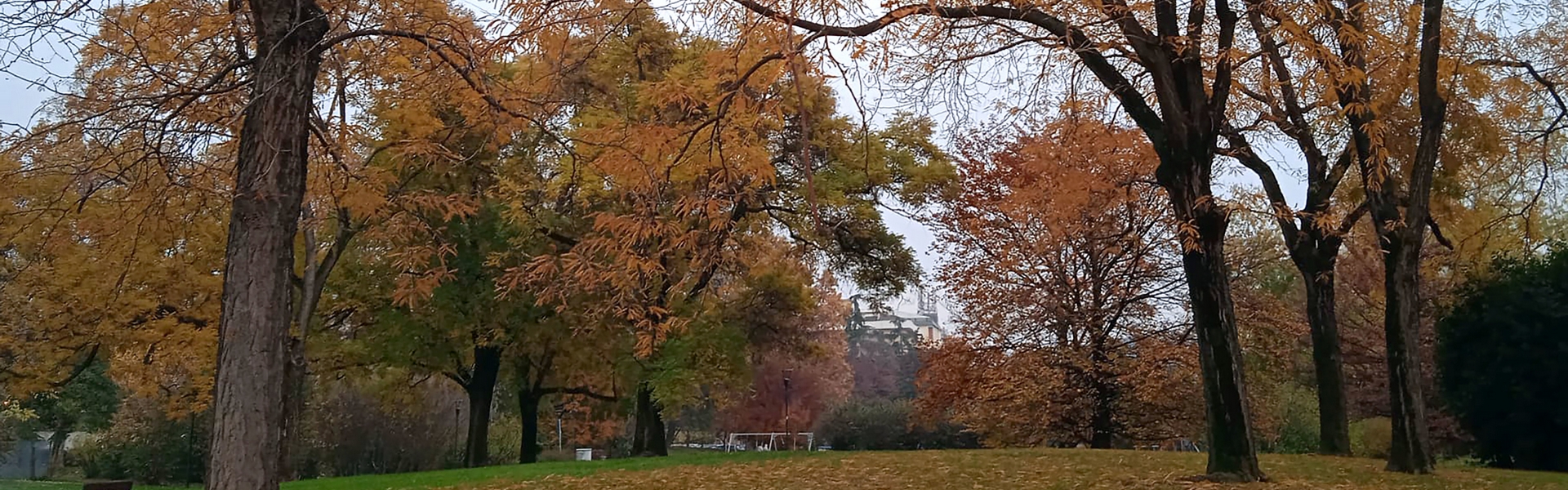 bilancio arboreo 2023