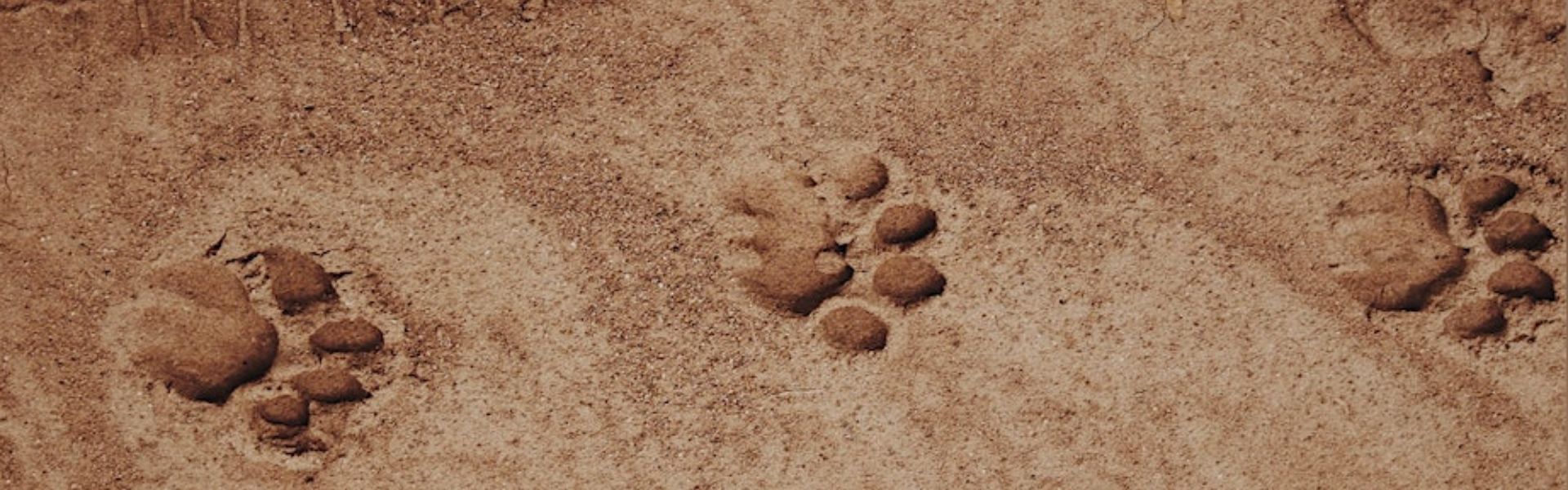 Sulle tracce degli animali