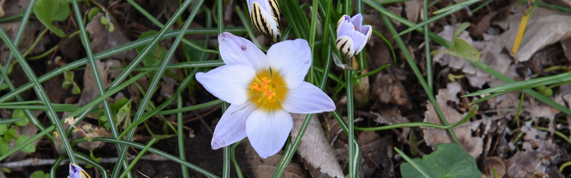 Corso riconoscimento flora spontanea