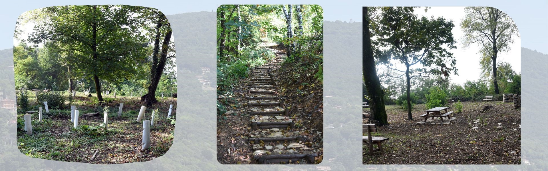 Sistemazione forestale Maddalena