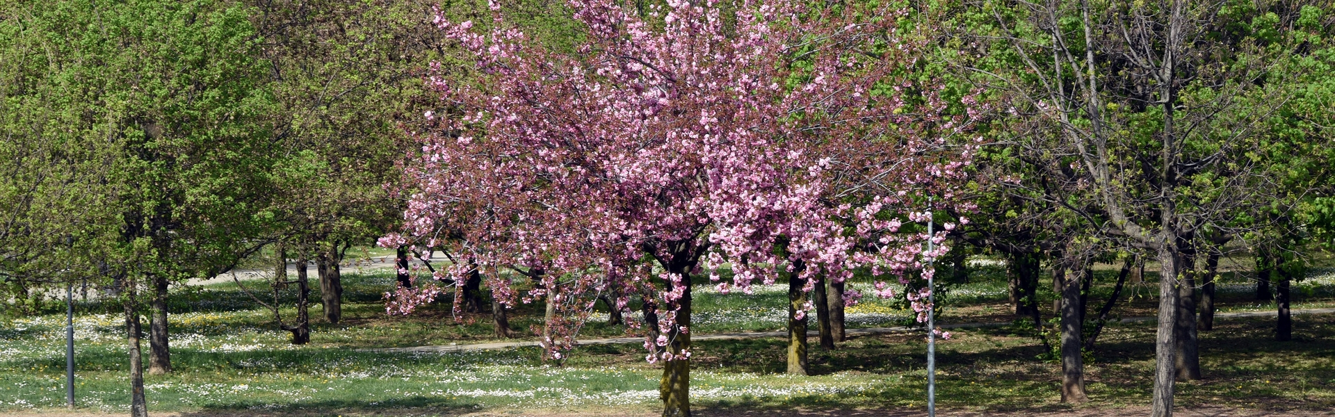 Accordo con Perlar per Parco Pescheto