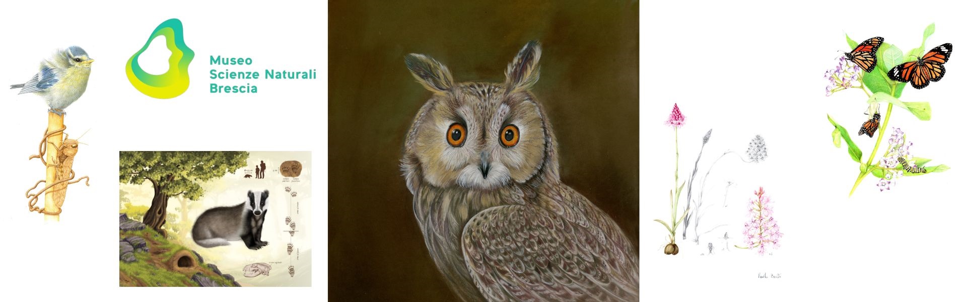 Disegnare la natura . Concorso mostra