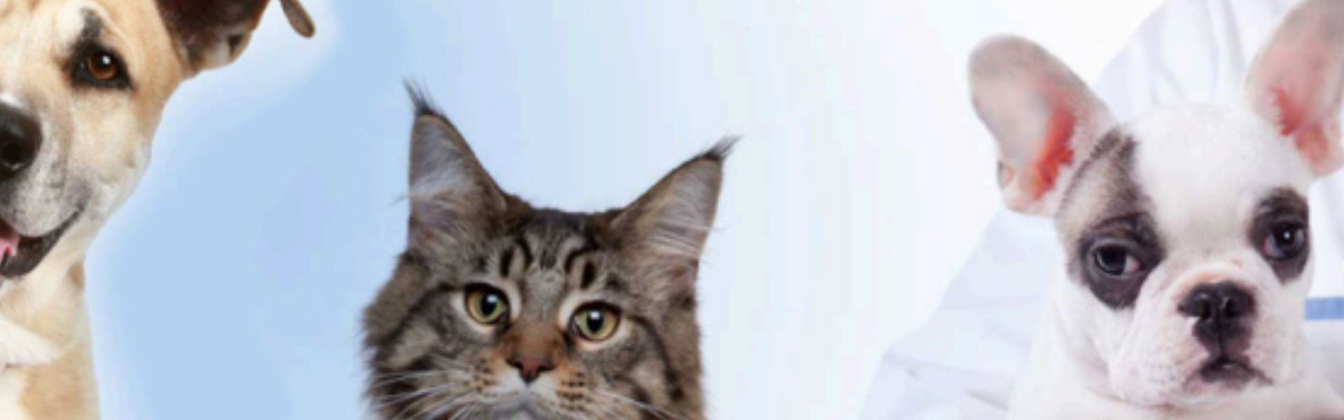 Convegno primo soccorso veterinario