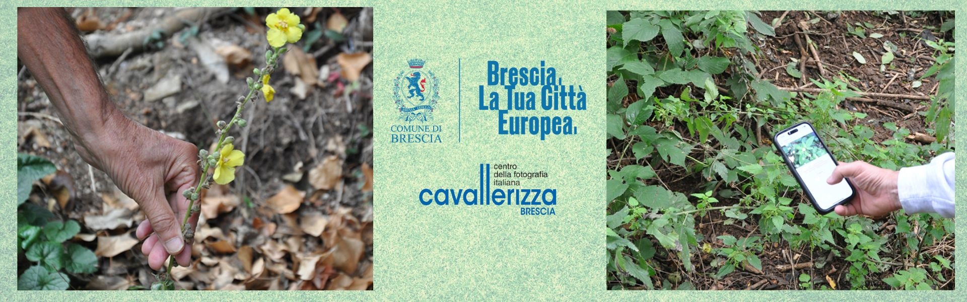 Cavallerizza 2025 - Piante spontanee - 21 settembre