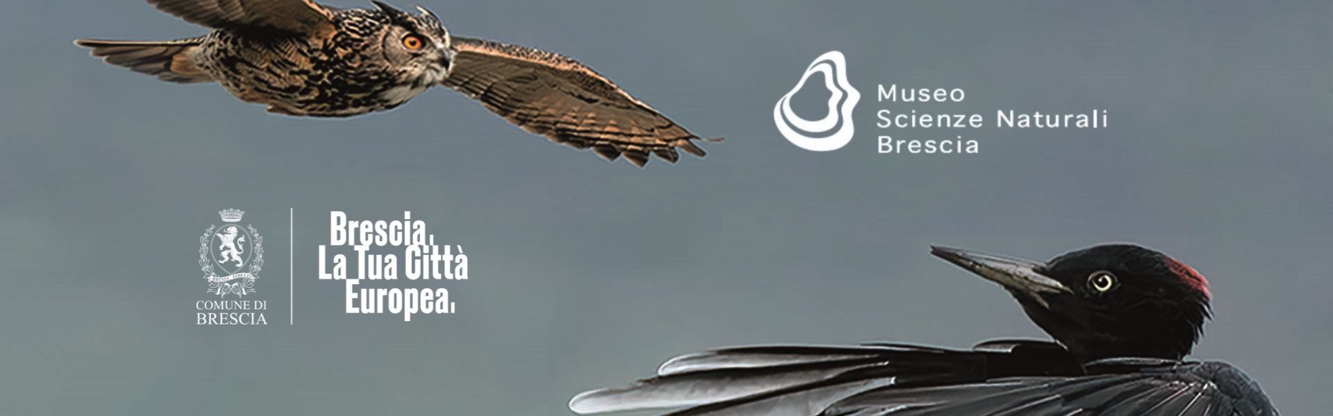 Atlante uccelli nidificanti