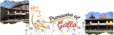 Primavera al gallo